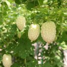 Momordica White Balsam Pear Organic 20 PCS Seeds
