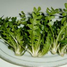 Shepherd's Purse Vegetable Modern Herbal Capsella Bursa-pastoris 3000 PCS Seeds