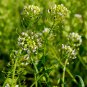 Shepherd's Purse Vegetable Modern Herbal Capsella Bursa-pastoris 3000 PCS Seeds