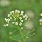Shepherd's Purse Vegetable Modern Herbal Capsella Bursa-pastoris 3000 PCS Seeds