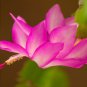 MIXED Zygocactus Truncatus 200 PCS Seeds