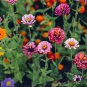 Mixed Zinnia Bonsai Pretty Pastel Colors Perennial 200 PCS Seeds