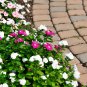 MIXED Impatiens Balsamina Red White Pink Flowers 20 PCS Seeds