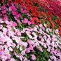 MIXED Impatiens Balsamina Red White Pink Flowers 20 PCS Seeds