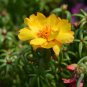 Mixed Color Moss-Rose Purslane Double Flower Bonsai 100 PCS Seeds