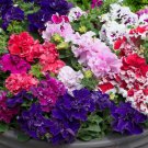 Mixed Color Flower Petunia Bonsai Exotic 100 PCS Seeds Mixed Color Flower Petunia Bonsai Exotic 100 PCS Seeds