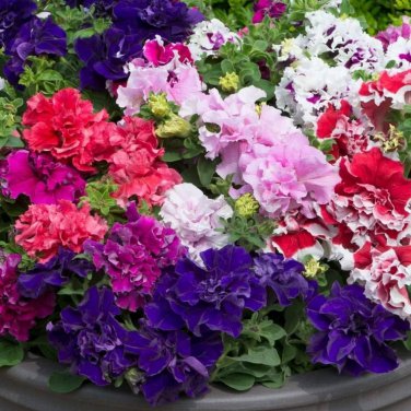 Mixed Color Flower Petunia Bonsai Exotic 100 PCS Seeds