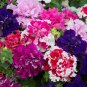 Mixed Color Flower Petunia Bonsai Exotic 100 PCS Seeds