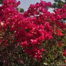 Mixed Bougainvillea Perennial White Dark Red Red Orange Pink 10 PCS Seeds Mixed Bougainvillea Perennial White Dark Red Red Orange Pink 10 PCS Seeds