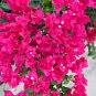 Mixed Bougainvillea Perennial White Dark Red Red Orange Pink 10 PCS Seeds