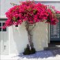 Mixed Bougainvillea Perennial White Dark Red Red Orange Pink 10 PCS Seeds