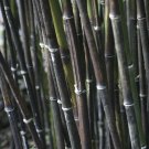 Mixed Bambaoo Moso Bamboo Timor Black 20 PCS Seeds