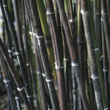 Mixed Bambaoo Moso Bamboo Timor Black 20 PCS Seeds