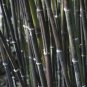 Mixed Bambaoo Moso Bamboo Timor Black 20 PCS Seeds