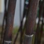 Mixed Bambaoo Moso Bamboo Timor Black 20 PCS Seeds