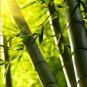 Mixed Bambaoo Moso Bamboo Timor Black 20 PCS Seeds