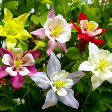 Mixed Aquilegia Double Bonsai 100 PCS Seeds