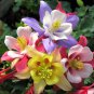 Mixed Aquilegia Double Bonsai 100 PCS Seeds