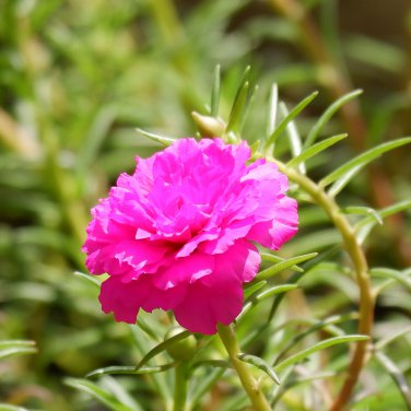 Mixed Color Moss-Rose Purslane Double Flower Bonsai for Planting 100 PCS Seeds