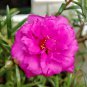 Mixed Color Moss-Rose Purslane Double Flower Bonsai for Planting 100 PCS Seeds