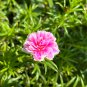 Mixed Color Moss-Rose Purslane Double Flower Bonsai for Planting 100 PCS Seeds