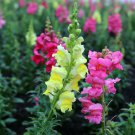 Mixed Antirrhinum Snapdragon Jardin Fragrant Dwarf Flower 100 PCS Seeds Mixed Antirrhinum Snapdragon Jardin Fragrant Dwarf Flower 100 PCS Seeds