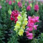 Mixed Antirrhinum Snapdragon Jardin Fragrant Dwarf Flower 100 PCS Seeds