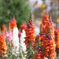 Mixed Antirrhinum Snapdragon Jardin Fragrant Dwarf Flower 100 PCS Seeds