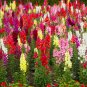 Mixed Antirrhinum Snapdragon Jardin Fragrant Dwarf Flower 100 PCS Seeds