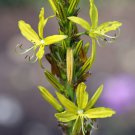 Mixed Angels Yellow Asphodel Bonsai Yellow Asphodel Beautiful 100 PCS Seeds