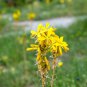 Mixed Angels Yellow Asphodel Bonsai Yellow Asphodel Beautiful 100 PCS Seeds