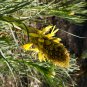 Mixed Angels Yellow Asphodel Bonsai Yellow Asphodel Beautiful 100 PCS Seeds