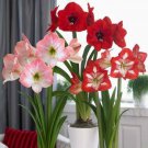 Mixed Amaryllis Red White Pinkish-White Mix Colors 100 PCS Seeds