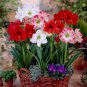 Mixed Amaryllis Red White Pinkish-White Mix Colors 100 PCS Seeds