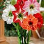 Mixed Amaryllis Red White Pinkish-White Mix Colors 100 PCS Seeds