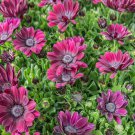 Mixed African Blue Eyed Daisy Flowers Osteospermum Bonsai 100 PCS Seeds