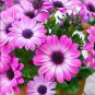 Mixed African Blue Eyed Daisy Flowers Osteospermum Bonsai 100 PCS Seeds