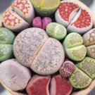 Mix Lithops Plants Mix Varieties Succulents Plants Living Stone 200 PCS Seeds Mix Lithops Plants Mix Varieties Succulents Plants Living Stone 200 PCS Seeds