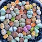 Mix Lithops Plants Mix Varieties Succulents Plants Living Stone 200 PCS Seeds