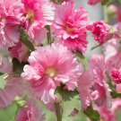 Miniature Hollyhock Flower Bonsai Plant 100 PCS Seeds