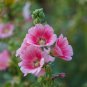 Miniature Hollyhock Flower Bonsai Plant 100 PCS Seeds