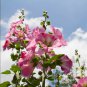 Miniature Hollyhock Flower Bonsai Plant 100 PCS Seeds