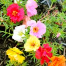 Mini Rose Miniature Rose Bonsai 100 PCS Seeds Mini Rose Miniature Rose Bonsai 100 PCS Seeds