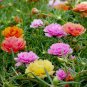 Mini Rose Miniature Rose Bonsai 100 PCS Seeds