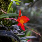 Mini Orchid Rose Red Flowers 100 PCS Seeds Mini Orchid Rose Red Flowers 100 PCS Seeds