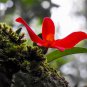 Mini Orchid Rose Red Flowers 100 PCS Seeds