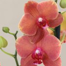 Mini Phalaenopsis Whitish Brown Color with Redish Orange Tongue 100 PCS Seeds