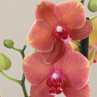 Mini Phalaenopsis Whitish Brown Color with Redish Orange Tongue 100 PCS Seeds