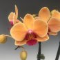 Mini Phalaenopsis Whitish Brown Color with Redish Orange Tongue 100 PCS Seeds