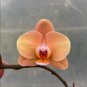 Mini Phalaenopsis Whitish Brown Color with Redish Orange Tongue 100 PCS Seeds